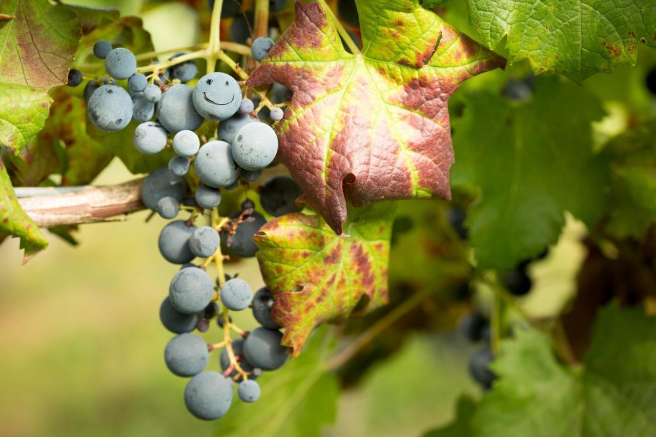 Il Roncal Wine Resort - For Wine Lovers ชิวีดาเล เดล ฟรีอูลี ภายนอก รูปภาพ