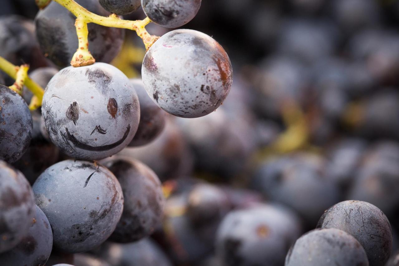 Il Roncal Wine Resort - For Wine Lovers ชิวีดาเล เดล ฟรีอูลี ภายนอก รูปภาพ