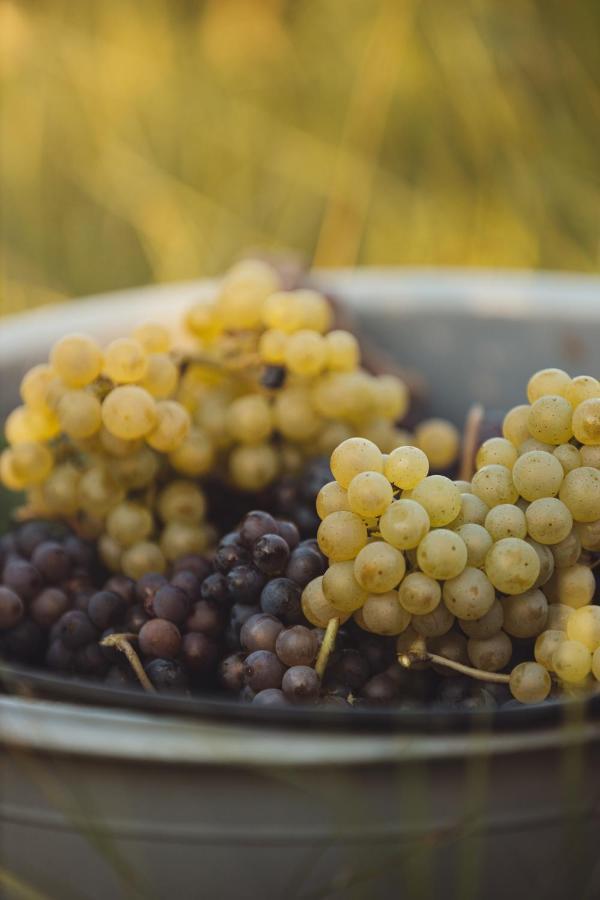 Il Roncal Wine Resort - For Wine Lovers ชิวีดาเล เดล ฟรีอูลี ภายนอก รูปภาพ
