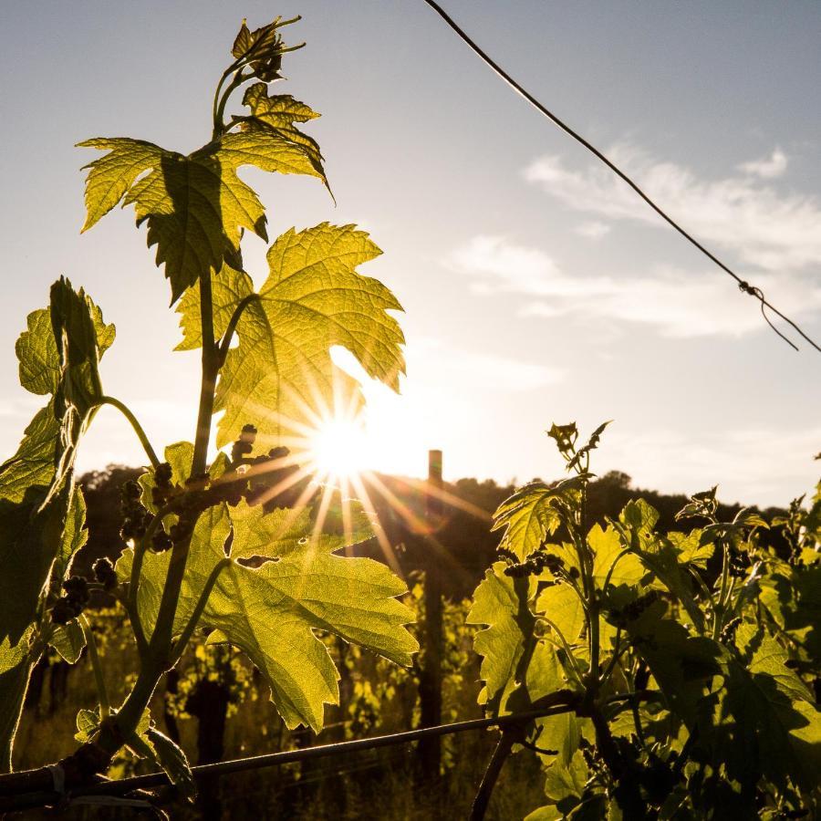 Il Roncal Wine Resort - For Wine Lovers ชิวีดาเล เดล ฟรีอูลี ภายนอก รูปภาพ
