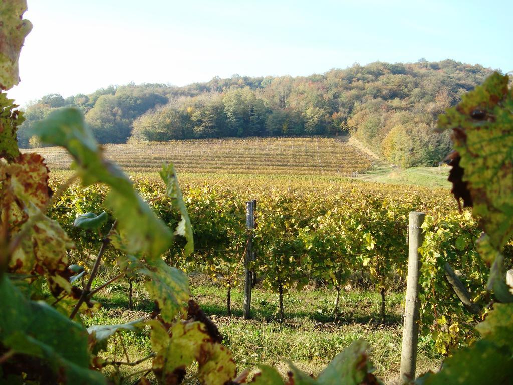 Il Roncal Wine Resort - For Wine Lovers ชิวีดาเล เดล ฟรีอูลี ภายนอก รูปภาพ