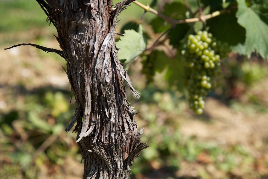 Il Roncal Wine Resort - For Wine Lovers ชิวีดาเล เดล ฟรีอูลี ภายนอก รูปภาพ